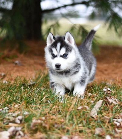 black and white siberian husky maharashtra puppy super wooly