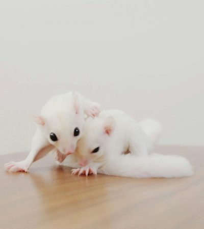 pexels-photo-8433806