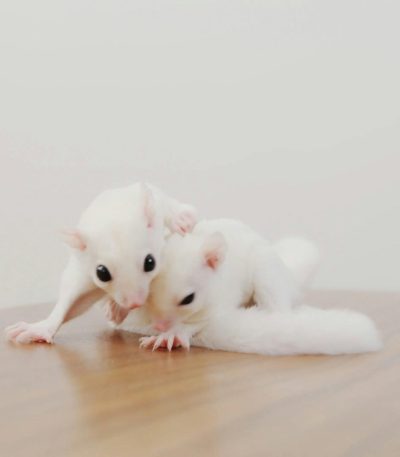 pexels-photo-8433806