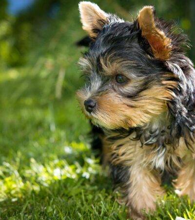 yorkshire terrier puppy maharashtra top quality