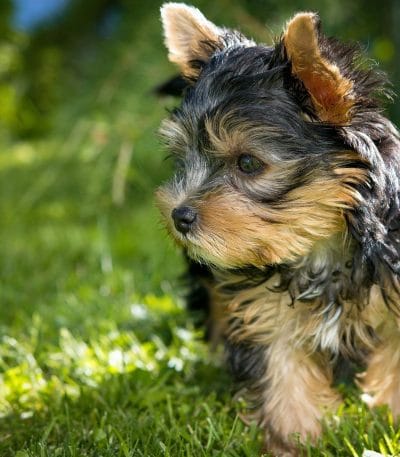 yorkshire terrier puppy maharashtra top quality
