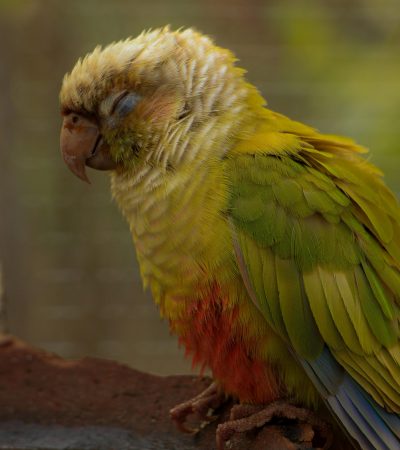 Green Cheek Conure Pair