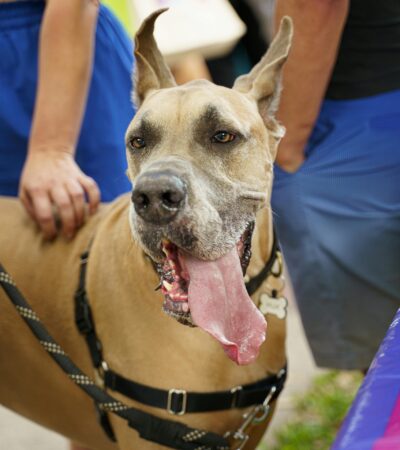 fawn great dane maharashtra puppy top quality golden tan black mask