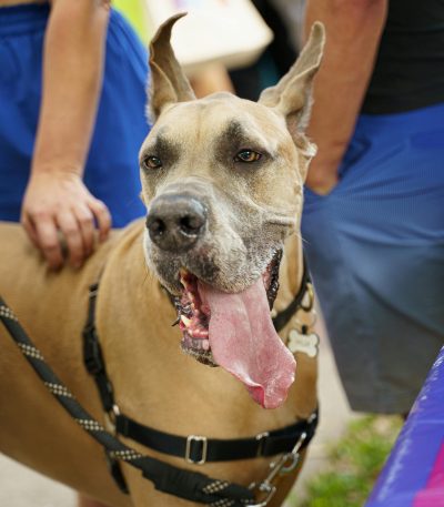 fawn great dane maharashtra puppy top quality golden tan black mask
