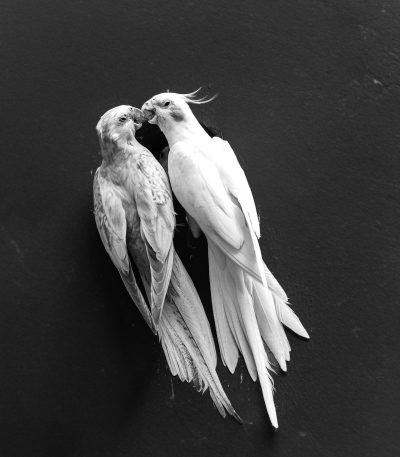 Cockatiel - Lutino Pair