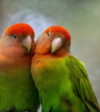 African Love Birds Price & Availability in Chandigarh