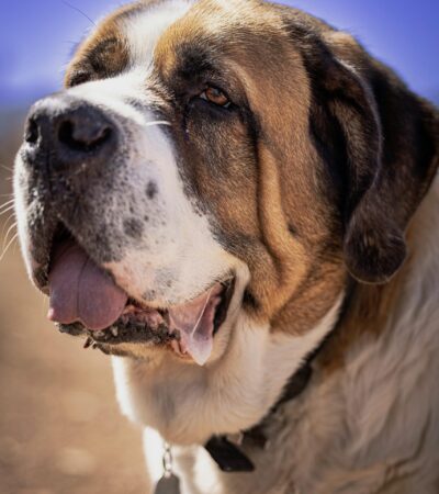 saint bernard puppy maharashtra top quality