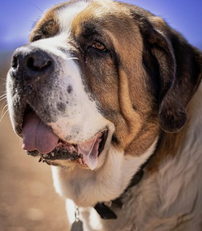 saint bernard puppy maharashtra top quality