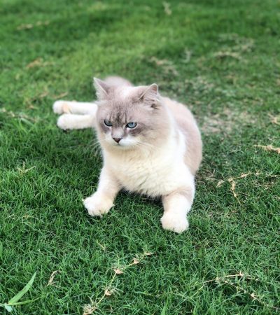 himalayan cat maharashtra top quality sapphire blue eyes seal point longhair