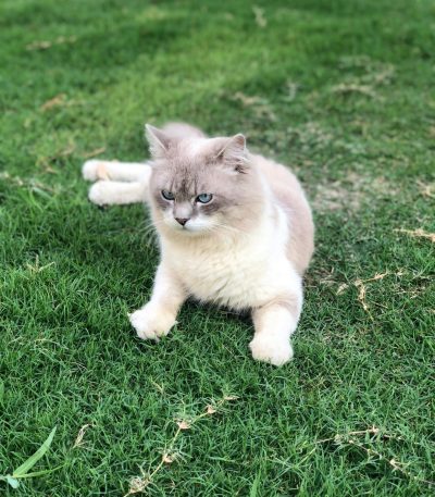 himalayan cat maharashtra top quality sapphire blue eyes seal point longhair