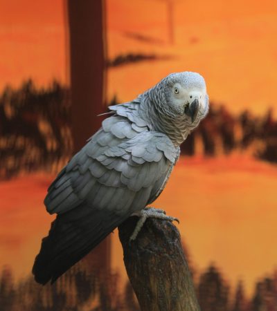 african grey parrot maharashtra top quality congo red tail timneh maroon tail talking parrot