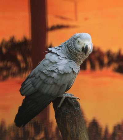 african grey parrot maharashtra top quality congo red tail timneh maroon tail talking parrot