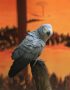 african grey parrot maharashtra top quality congo red tail timneh maroon tail talking parrot