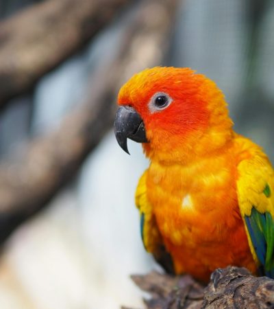 sun conure maharashtra pair top quality neon yellow fiery orange plumage tropical parrot