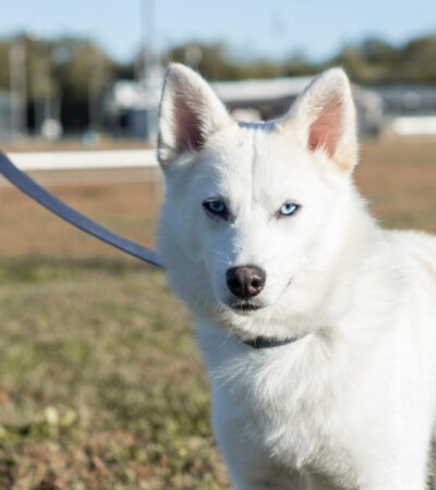 pure white siberian husky maharashtra brown eyes standard coat