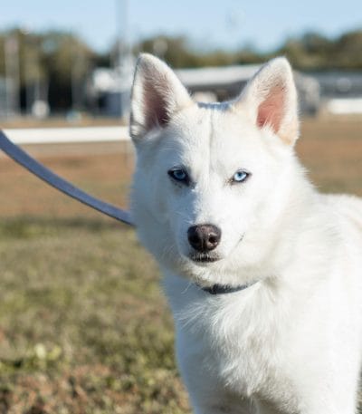 pure white siberian husky maharashtra brown eyes standard coat