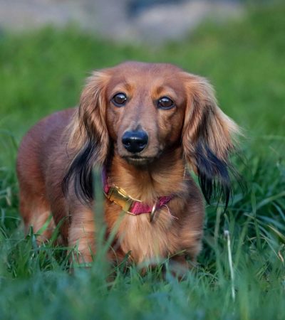 Dachshund Puppy /Adult | Chocolate & Tan