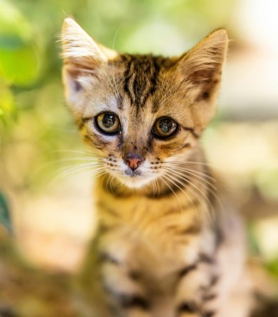 bengal cat maharashtra top quality rosetted leopard markings charcoal silver brown