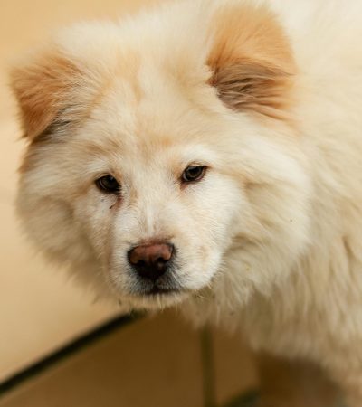 Chow Chow Puppy & Adult | Cream Color