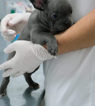 blue french bulldog maharashtra puppy top quality steel grey velvet coat