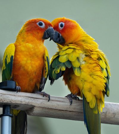 jenday conure maharashtra top quality orange red body solid green wings tropical parrot