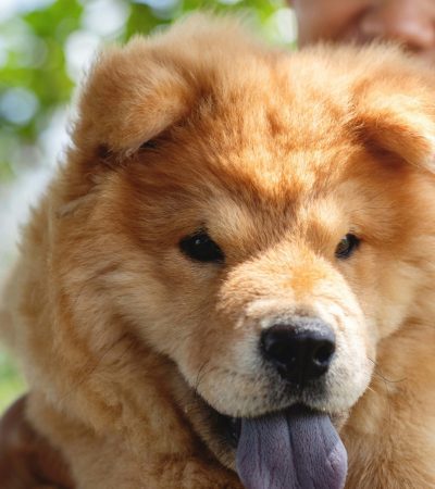 fawn chow chow maharashtra puppy top quality cinnamon lion mane coat