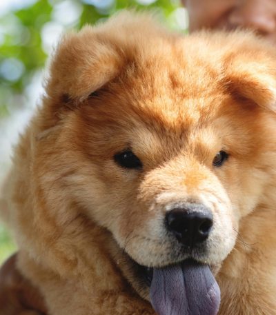 fawn chow chow maharashtra puppy top quality cinnamon lion mane coat