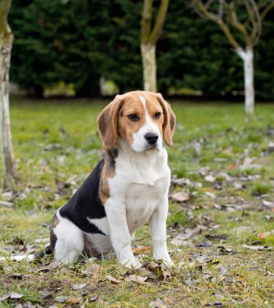 tri color beagle maharashtra puppy top quality black white tan hound coat