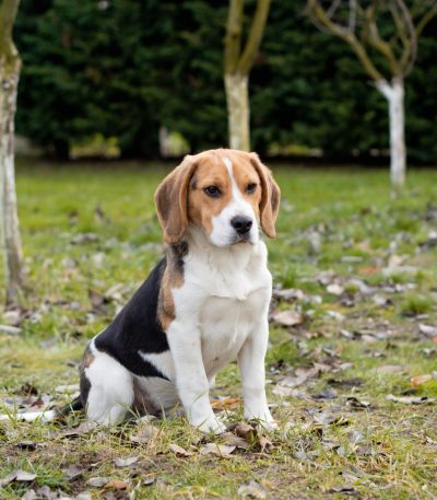 tri color beagle maharashtra puppy top quality black white tan hound coat