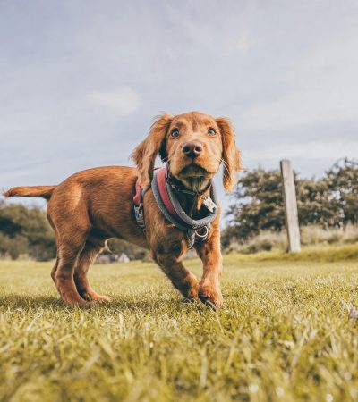 brown chocolate cocker spaniel maharashtra puppy top quality cocoa silken coat