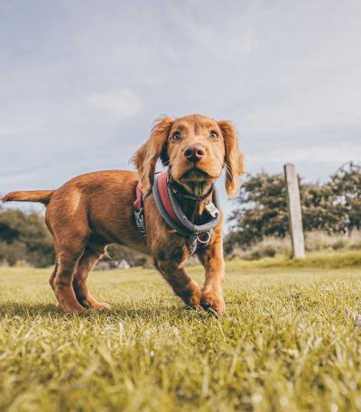 brown chocolate cocker spaniel maharashtra puppy top quality cocoa silken coat