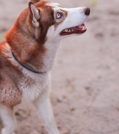 copper siberian husky maharashtra blue eyes standard coat