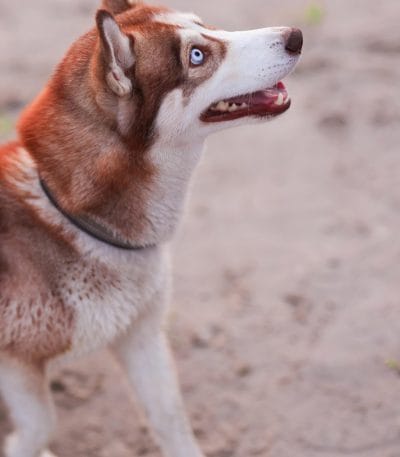 copper siberian husky maharashtra blue eyes standard coat
