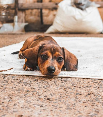 solid chocolate dachshund puppy maharashtra top quality mahogany velvet coat
