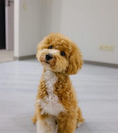 Toy Poodle Puppy