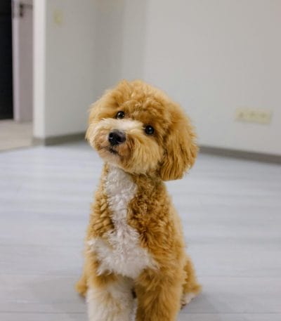 Toy Poodle Puppy