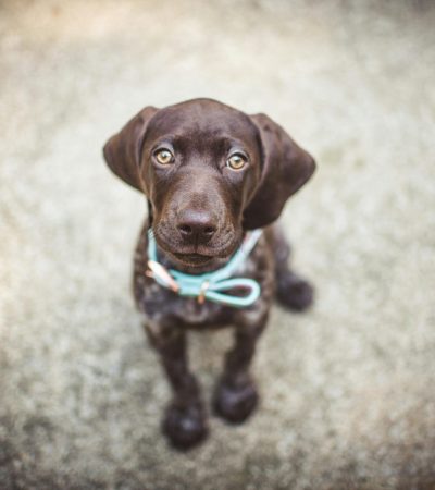 chocolate dachshund puppy maharashtra top quality mahogany brown coat