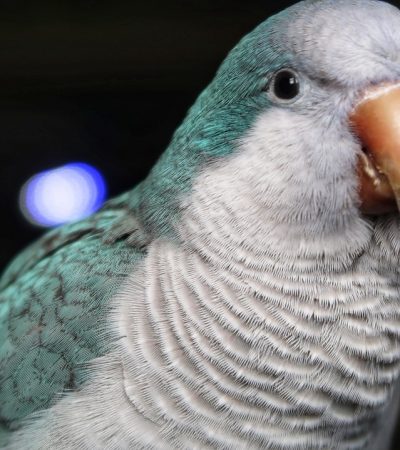 blue monk quaker parrot maharashtra top quality sky blue plumage grey face talking parrot