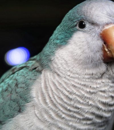 blue monk quaker parrot maharashtra top quality sky blue plumage grey face talking parrot