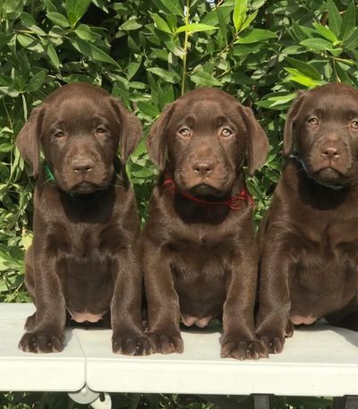chocolate labrador puppy maharashtra top quality liver chocolate coat