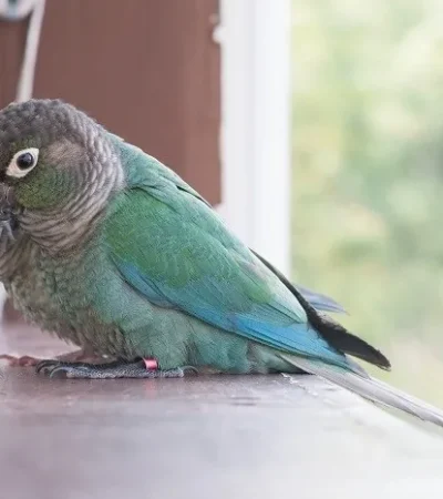 Blue Sided / Turquoise Conure Pair