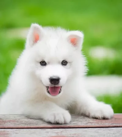 pure white siberian husky maharashtra puppy super wooly