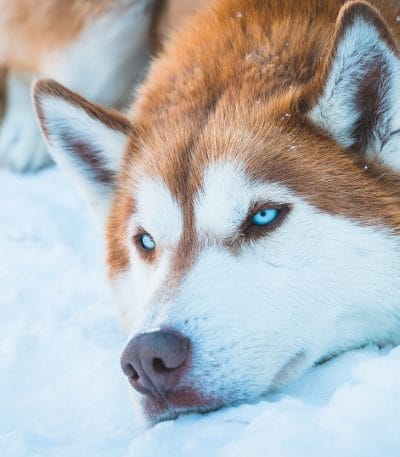 copper siberian husky maharashtra wooly coat