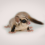 Sugar Gliders by Maharashtra Pets Online