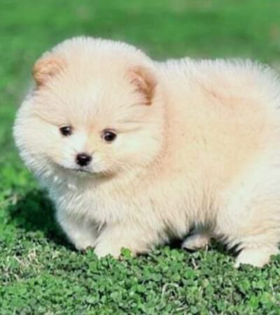 Buy Siberian Husky | Copper & White | Super Wolly Coat | Puppy In Vidisha | Maharashtra Pets Online