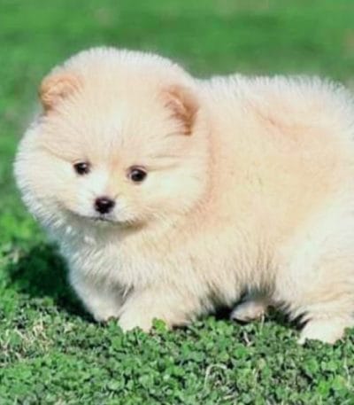 Buy Siberian Husky | Copper & White | Super Wolly Coat | Puppy In Vidisha | Maharashtra Pets Online